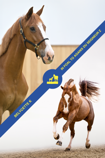 Belycette K - in foal to Aganix du Seigneur Z Belycette K - in foal to Aganix du Seigneur Z