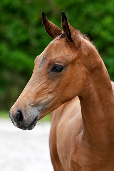 Calvador Royal GHM Z Calvador Royal GHM Z