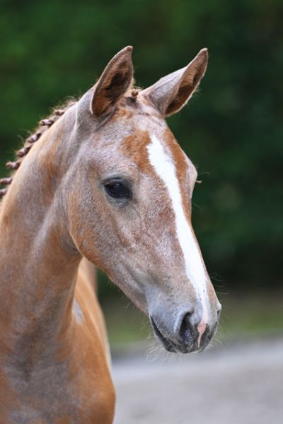 Mylady Fée Sauveniere Z