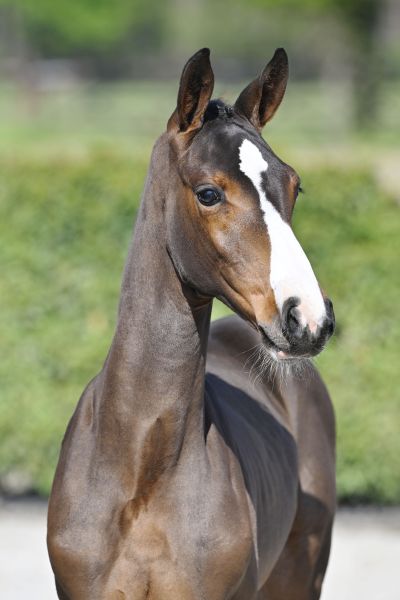 Berenice S Z Berenice S Z