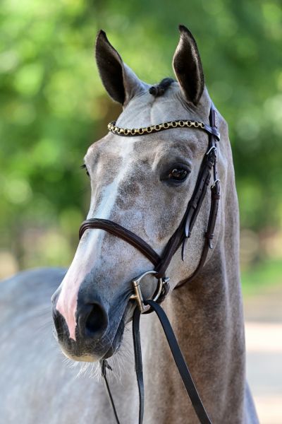 angie-vd-withoeve-z-57 angie-vd-withoeve-z-57