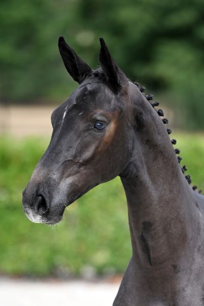 ciro-2000-z-78 ciro-2000-z-78