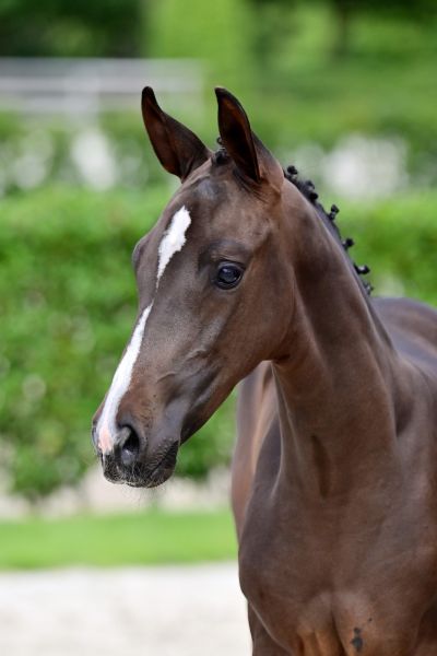 handsome-talent-z-23 handsome-talent-z-23