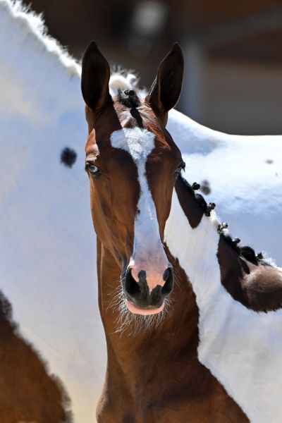 castille-peguignon-z-8 castille-peguignon-z-8