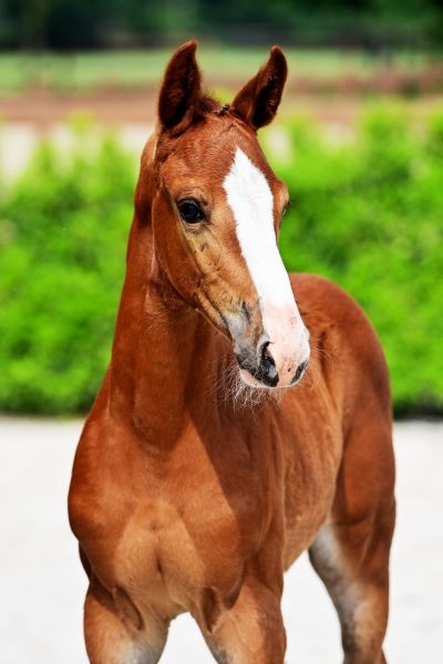 kassanah-vd-dassenheide-z kassanah-vd-dassenheide-z