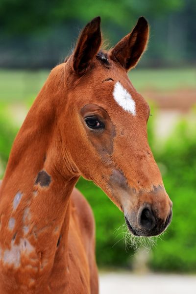 chaloubet-p-z chaloubet-p-z