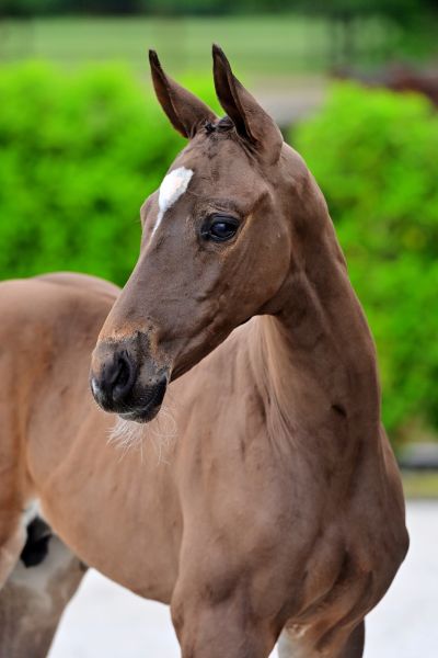 herons-music-t40-z herons-music-t40-z