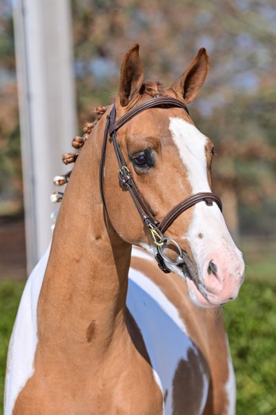 tarzan-vd-cumul-z tarzan-vd-cumul-z