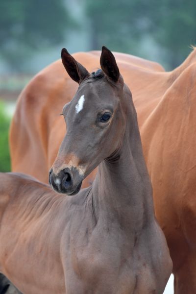 discovery-sd-z-10 discovery-sd-z-10