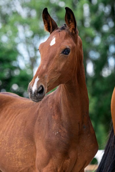 call-of-duty-sa-z-3 call-of-duty-sa-z-3