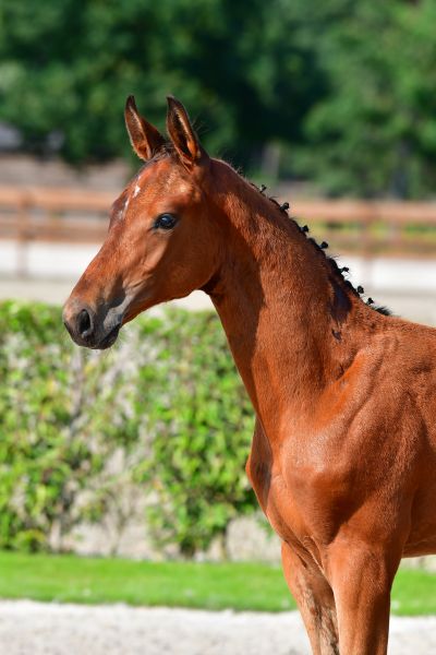 ceo-van-t-bergske-z ceo-van-t-bergske-z