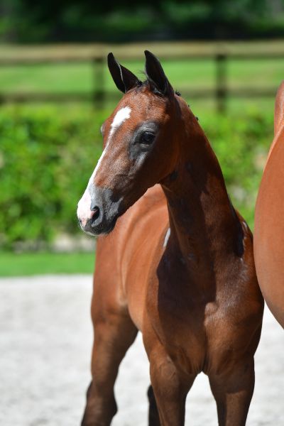 cevijf-z-91 cevijf-z-91