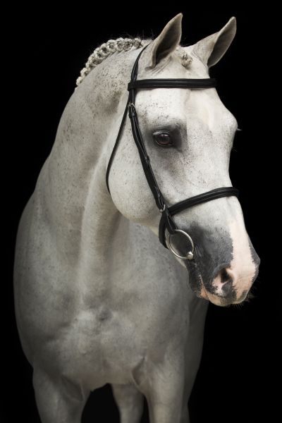 Cornado II Z