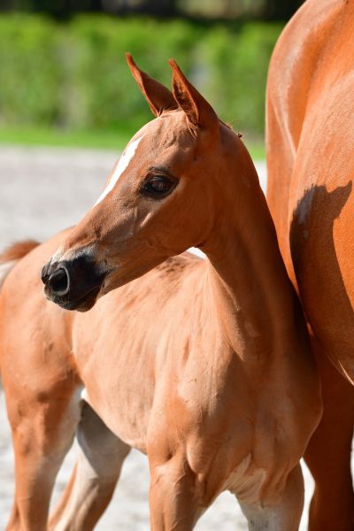 elixir-aeg-z elixir-aeg-z