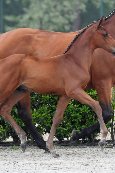 chaos-van-het-poeleind-z chaos-van-het-poeleind-z