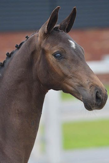 veulenskop2020website71 veulenskop2020website71