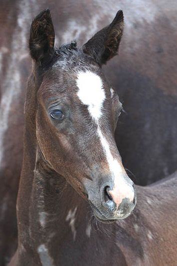 veulenskop2020website4 veulenskop2020website4