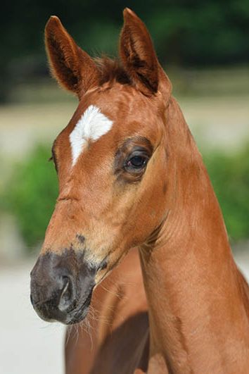 veulenskop2020website9 veulenskop2020website9