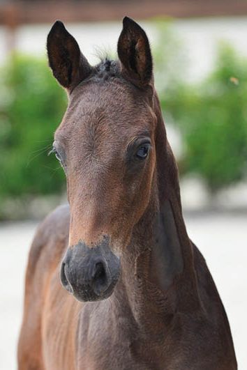 veulenskop2020website18 veulenskop2020website18