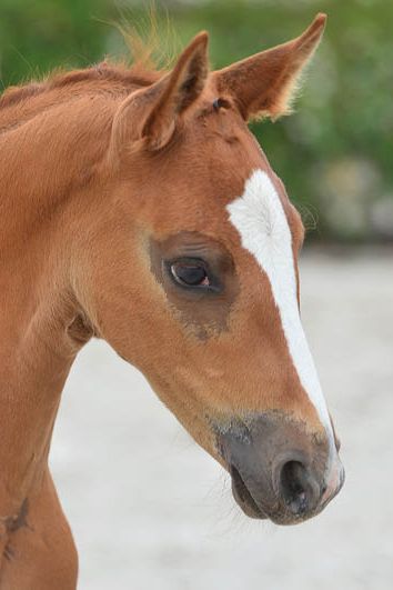 veulenskop2020website23-31 veulenskop2020website23-31