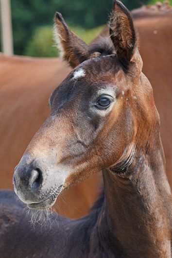 veulenskop2020website30 veulenskop2020website30