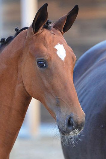 veulenskop2020website35 veulenskop2020website35