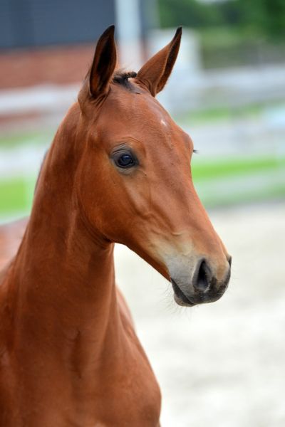 emeraldo-3-large emeraldo-3-large