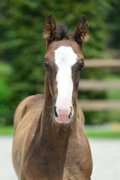 soprano-2-55 soprano-2-55