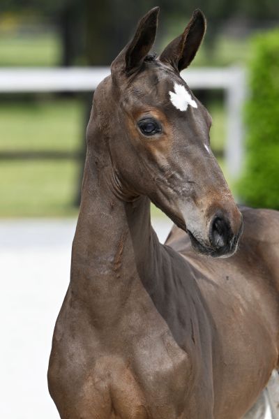 20230529-_PF39328 di matteo 20230529-_PF39328 di matteo