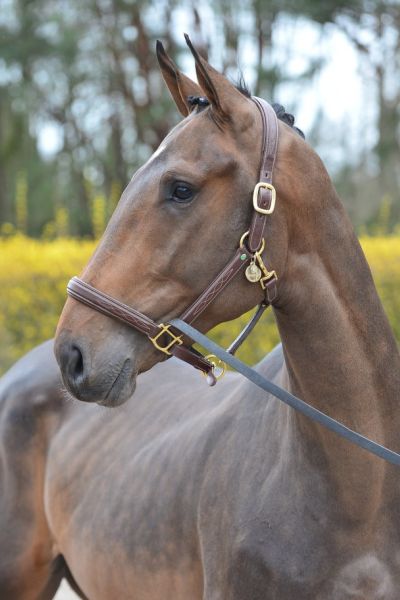 capri-lolo-z-65 capri-lolo-z-65