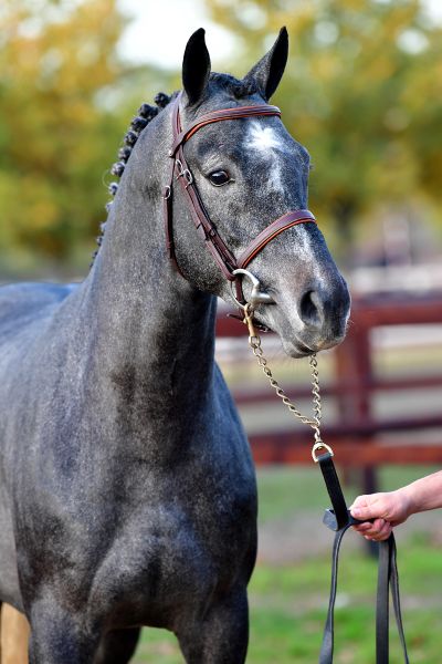 corbeau-ter-goes-z corbeau-ter-goes-z