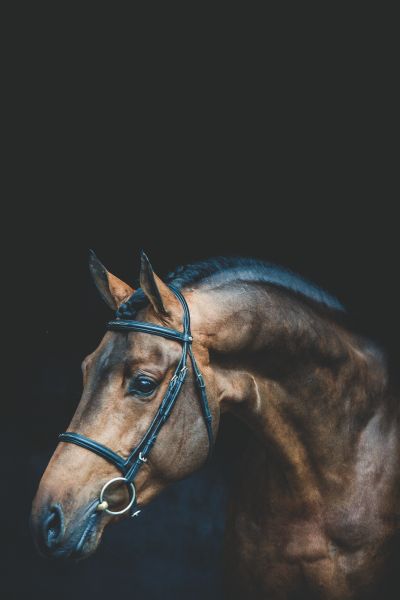 Dourkhan Hero Z Dourkhan Hero Z