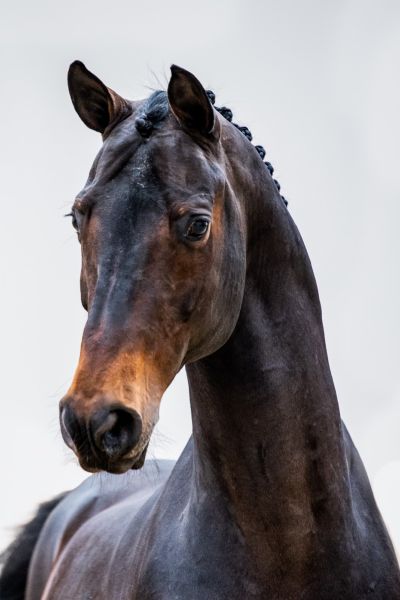 Codex One Z Codex One Z