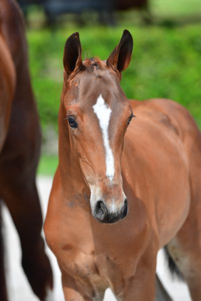 ka-belle-ch-z-14 ka-belle-ch-z-14