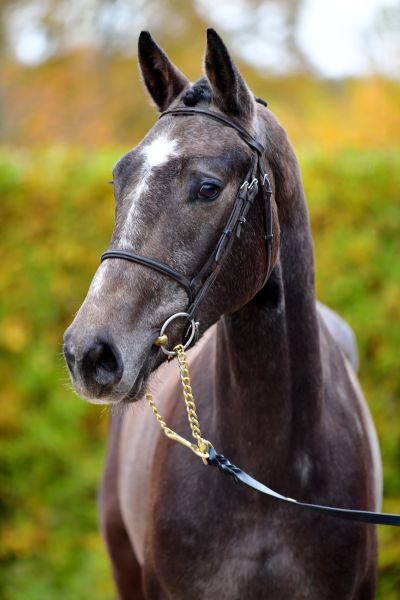 20191107-ga61884 20191107-ga61884