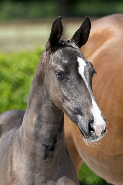 Optimus 2000 Z Optimus 2000 Z