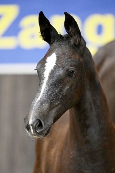 Chicalieta TD Z 2 Chicalieta TD Z 2