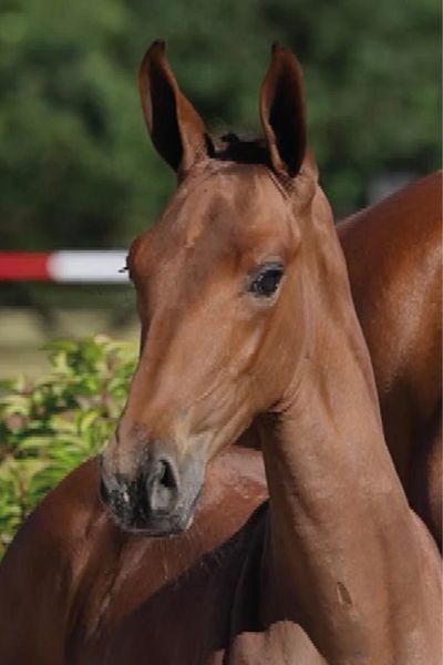 68 Ayrton O Z 68 Ayrton O Z