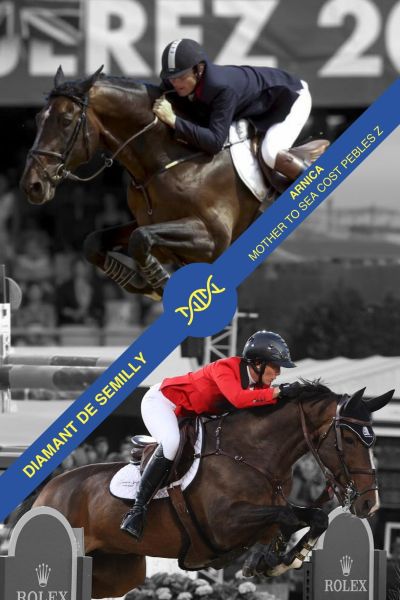 Embryo Diamant de Semilly x Arnica Embryo Diamant de Semilly x Arnica