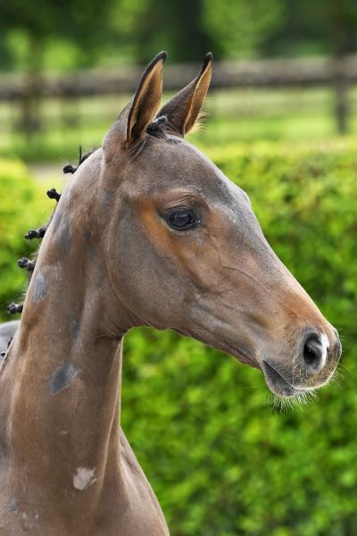 Chacco Blue x Diamant de Semilly Cadeau van 't Gebergte Z