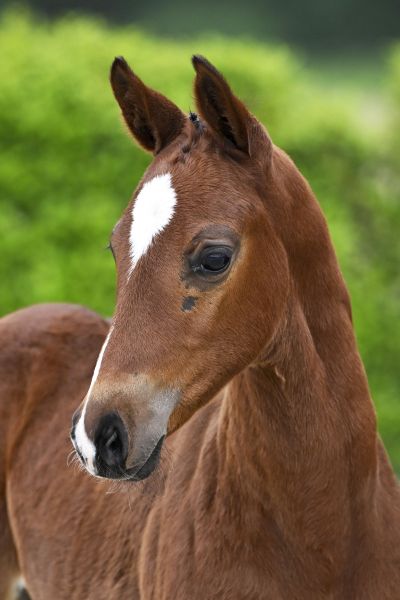 Chacco Blue x Indoctro Clondike vd Braembeier Z