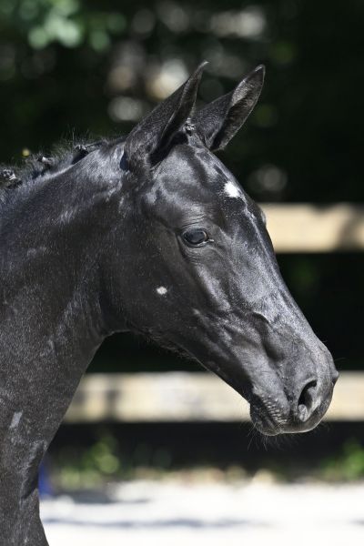 Quaprice Bois Margot x Diamant de Semilly Quaprina de Poteau Z