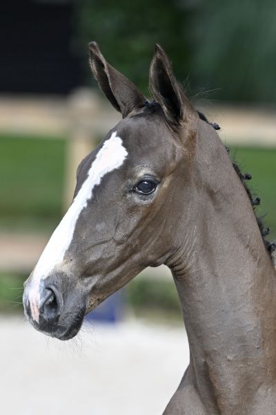 Amalfi 2000 Z Amalfi 2000 Z