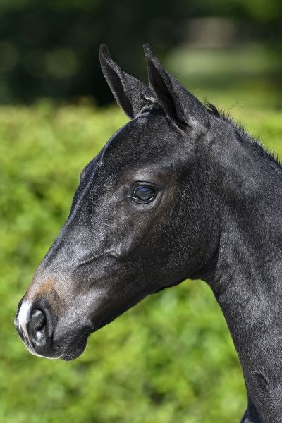 Dame Blanche van WW Z Dame Blanche van WW Z