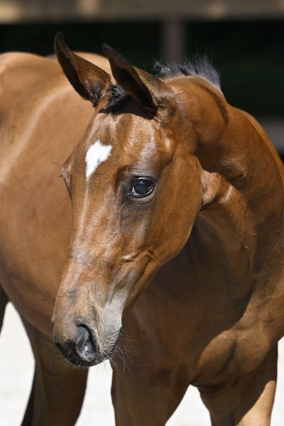 Comme  Celle-Là DVO Z Comme  Celle-Là DVO Z