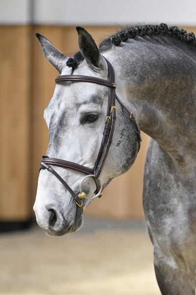 Codex Son Z Codex Son Z