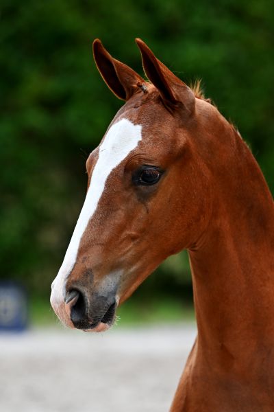 Enfant d'Ermitage Z