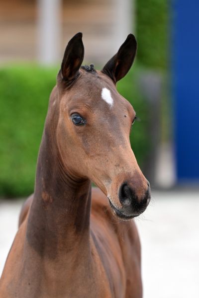 cupcake-jt-z cupcake-jt-z