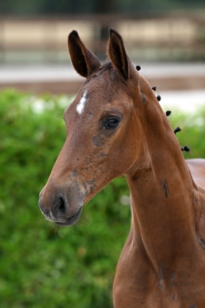 chacco-boy-de-will-z chacco-boy-de-will-z