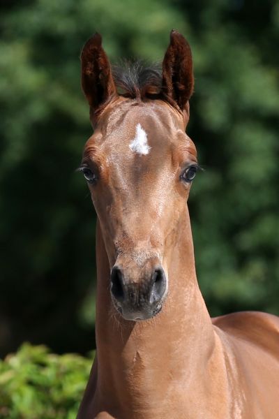 dreamer-vh-zand-z dreamer-vh-zand-z